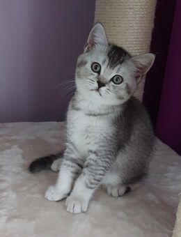Britisch Kurzhaar Kitten - Waghäusel