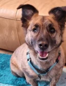 MARTI - liebevoller, sanfter Hundemann - Aerzen