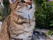 Katzenkinder, Babykatze, Katzenbaby - Berlin Treptow-Köpenick