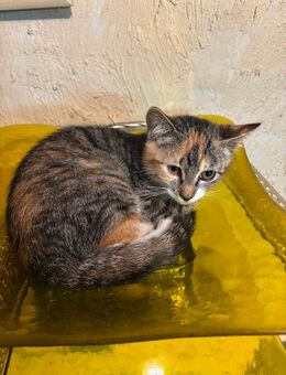 Baby Katze Kitten schwarz grau - Wesseling Zentrum
