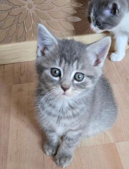 BKH Mischlinge Kitten - Erkelenz