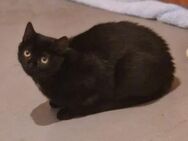 Loki sucht sein Für-immer-Zuhause - Margetshöchheim