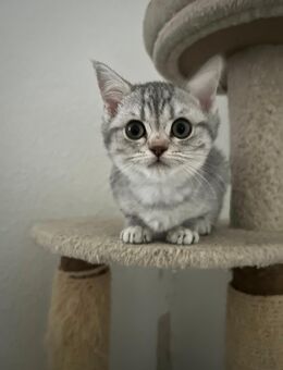 BKH Kitten suchen ein Neues Zuhause - Ahlen
