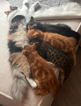 Main Coon Kitten 3 Jungs 1 Mädchen - Bielefeld