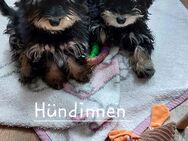 Schnoodle Welpen - Neumünster Innenstadt