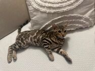 Bengal Kater Kitten 6 Monate - Bonn Plittersdorf