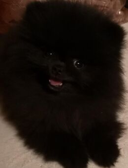 1 bezaubernden Pomeranian - Ostheim (Rhön) Zentrum