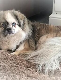 Dundee in 59329 Wadersloh - Wolfhagen