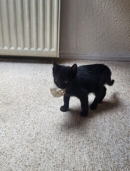 Junge Kater - Schlettau Zentrum