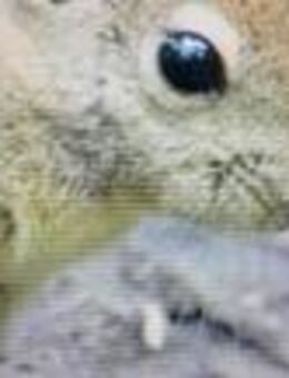 Chinesische Baumstreifenhörnchen - Neukamperfehn