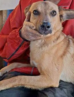 Linus - bezaubernder Welpenjunge - Koblenz