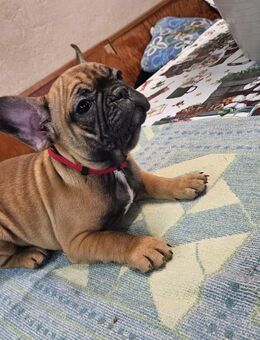 Französische Bulldogge - Geringswalde