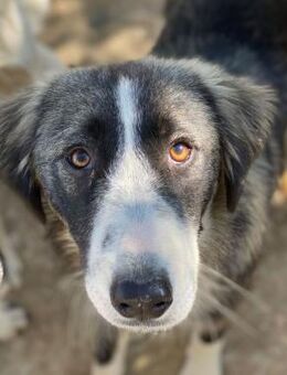Priya - Liebe Hündin sucht Familie - Berlin