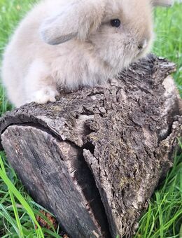 Zwergkaninchen Löwenkopf mix Zwergwidder Die Kaninchen sind nicht SCHÜCHTERN ;) - Schöntal