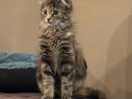MainCoon Mischlingskatze kastriert 10 Monate - Haiger