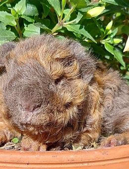 Meerschweinchen Lunkarya - Berlin Friedrichshain-Kreuzberg