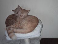 Zwei Kater abzugeben - Gelsenkirchen Erle