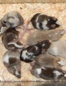 Farbmäuse Männchen in 37586