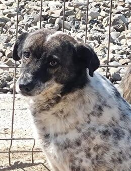 Schüchterne LILLY sucht Zuhause - Neuberg