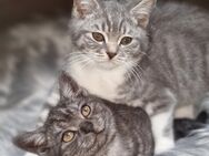 BKH Kitten, reinrassig. Sehr zahm und zutraulich! - Wuppertal