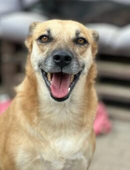 SHORTIE - freundliche Hündin sucht Glück - Aerzen