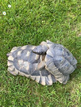 Breitrandschildkrötenpärchen zu verkaufen - Amtzell