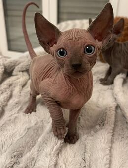 🐾 Kanadische Sphynx Katzen – liebevolle, gesunde und gut sozialisierte Familienmitglieder - Freiburg (Breisgau)