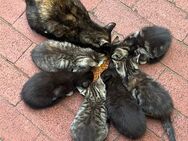 Katzenbabys , zu verkaufen ab Juni - Berlin