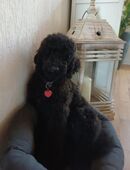 Kleinpudelrüde ALBERT sucht sein allerschönstes FÜR-IMMER-ZUHAUSE in 23992