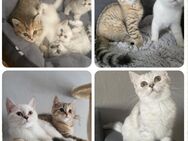 Bkh Kitten Baby - Ludwigshafen (Rhein)