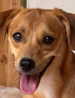 PUMUCKL-sanfter,hübscher Jung-Rüde,41 cm - Rösrath