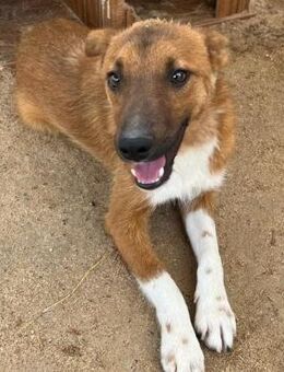 ❣️Billie-der kleine Charmeur❣️ - Eislingen (Fils)