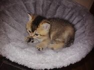 BKH Kitten/ Kätzchen - Peine