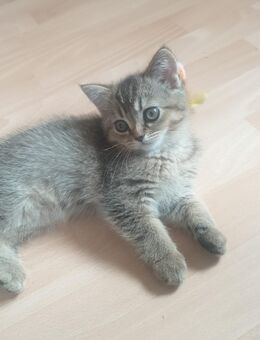 Bkh 2 Süßen kitten - Hörstel