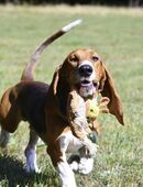 Der zauberhafte Valentin, ein reinrassiger Basset Artesien Normand, sucht ein neues Zuhause. in 21335