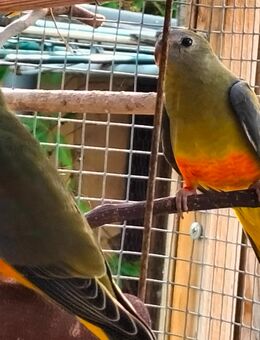 Schönsittiche 0.1 , olivfarben - Riesa