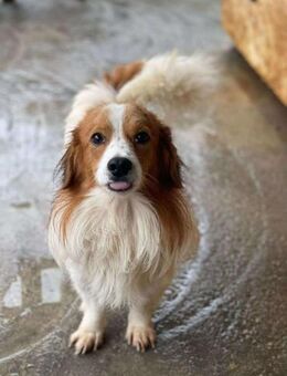 Lieber KIANO sucht seine Familie - Neuberg