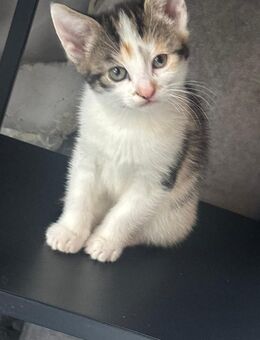 Katzenbaby's Mixkitten Babykatzen kitten - Monheim (Rhein)