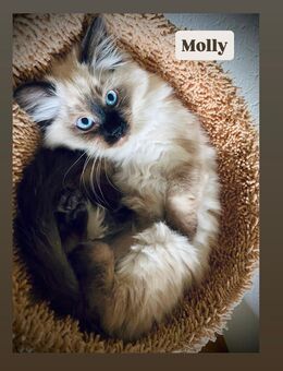 Ragdoll/Birma Edelmixkitten „abgabebereit“ - Daun