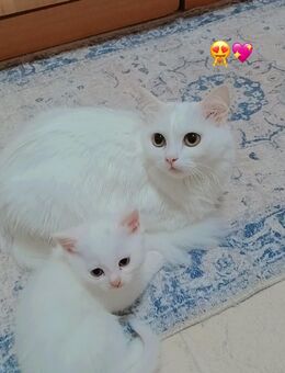 Katzen baby mit Mutter - Wuppertal