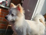 Zauberhafte Pomeranian-Hündin sucht ein liebevolles Zuhause! - Bad Oeynhausen