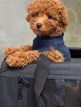 Toy Pudel Welpe (Weibchen) 11 Wochen - München