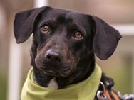 LILY - möchte schönes Hundeleben haben - Seggebruch