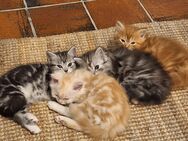 Perser Mix Kitten - Schopfheim