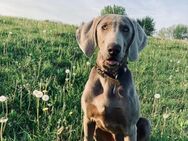 Füge, bildhübscher Weimaraner - Remagen