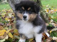 Reinrassige Australian Shepherd Welpen in black-tri - Reisbach