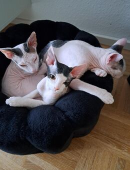 Drei Sphynx zusammen abzugeben - Sandhausen