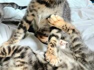 Reinrassige Blue Silver Spotted Tabby Bengal Kitten mit Stammbaum - Schwäbisch Gmünd
