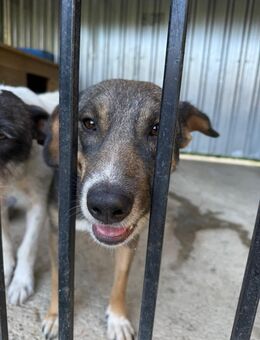 Die liebe Linn sucht ein zu Hause - Fließem