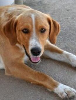 Tito wünscht sich ein Zuhause - Neuss